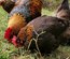 Oeufs de Marans NCC
