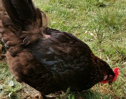 Oeufs de Marans NCC