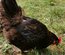 Oeufs de Marans NCC