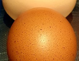 * Coucou des Malines * Orpington *