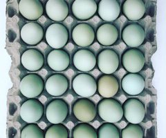 ***Araucana pure race*** (Oeufs bleus)