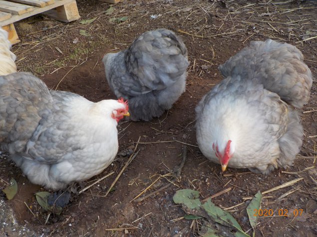 Pékin lisses bobtail