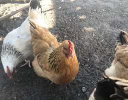 Oeufs de Sussex