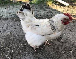 Oeufs de Sussex