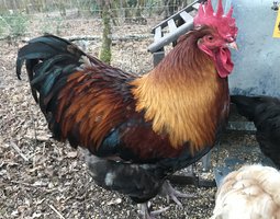 Croisement d'une poule aux oeufs verts et d'un coq Marans Froment