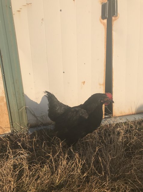 Croisement d'une poule aux oeufs verts et d'un coq Marans Froment