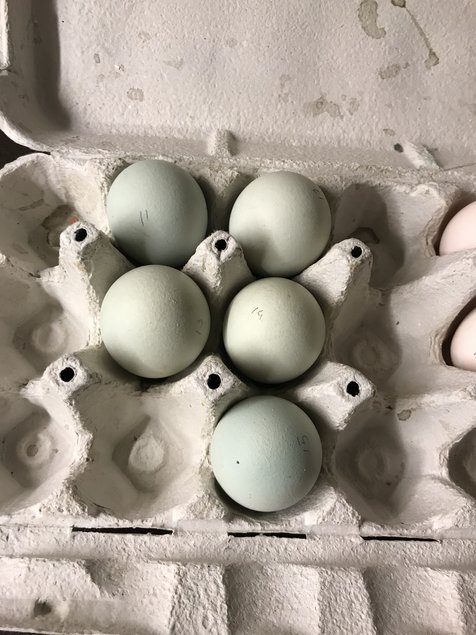 Croisement d'une poule aux oeufs verts et d'un coq Marans Froment