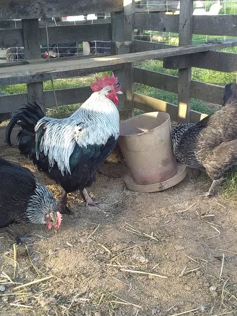 marans noire camil argenté /bleue argenté