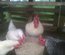 marans blanche