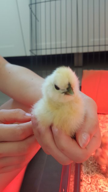 Poule Soie, Silkie, Showgirl, Blanc récessif