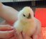 Poule Soie, Silkie, Showgirl, Blanc récessif