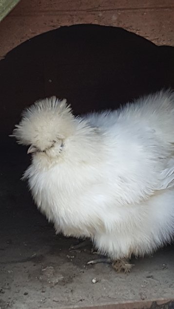 Poule Soie, Silkie, Showgirl, Blanc récessif