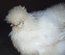 Poule Soie, Silkie, Showgirl, Blanc récessif