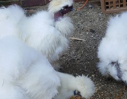 Poule Soie, Silkie, Showgirl, Blanc récessif