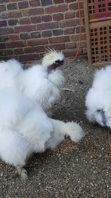 Poule Soie, Silkie, Showgirl, Blanc récessif