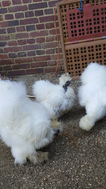 Poule Soie, Silkie, Showgirl, Blanc récessif