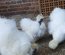 Poule Soie, Silkie, Showgirl, Blanc récessif