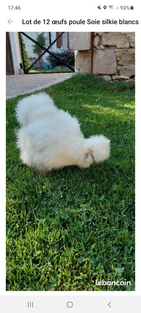 Poule Soie, Silkie, Showgirl, Blanc récessif