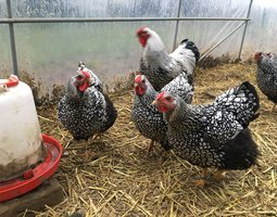 Wyandotte argenté à liseré noir (Grande race)