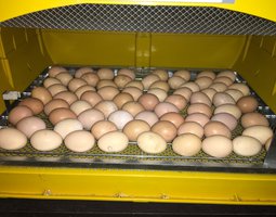 Wyandotte argenté à liseré noir (Grande race)