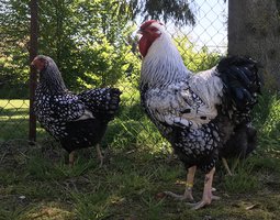 Wyandotte argenté à liseré noir (Grande race)