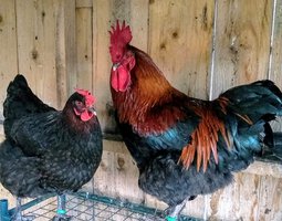 OEUFS DE MARANS A COUVER