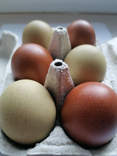 Olive egger