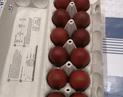ŒUFS MARANS NCC (envoie au minimum par 12 œufs)