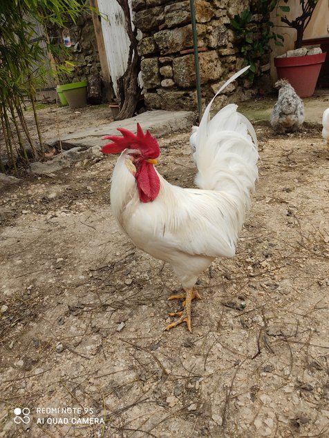 Oeufs fécondés de race azur