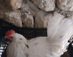 Oeufs fécondés de race azur