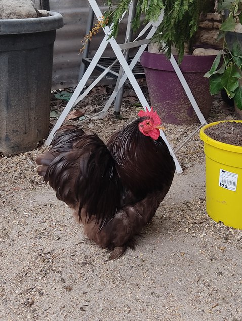 Oeufs fécondés de race pékin