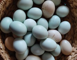 Oeufs fécondés de race azur