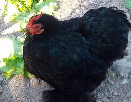 Oeufs fécondés de race pékin