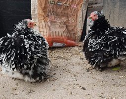 Oeufs fécondés de race pékin