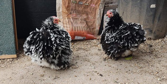 Oeufs fécondés de race pékin