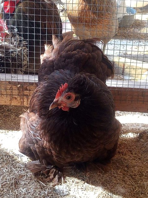 Oeufs fécondés de race pékin