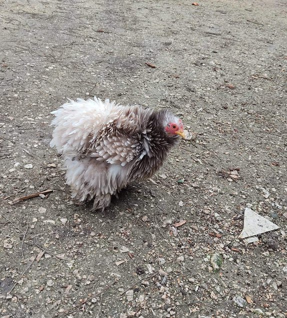 Oeufs fécondés de race pékin