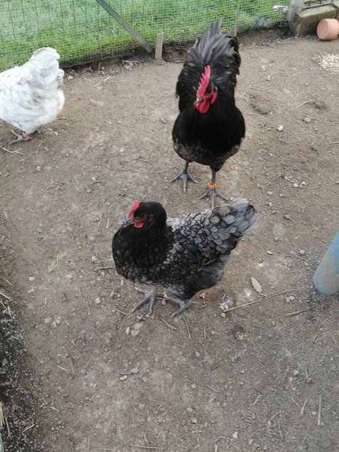 Australorp bleu et splash