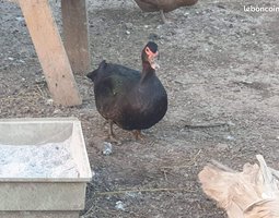 oeufs fécondé, canard barbarie chocolat-gris perle-noir