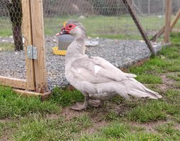 oeufs fécondé, canard barbarie chocolat-gris perle-noir