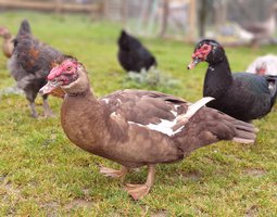 oeufs fécondé, canard barbarie chocolat-gris perle-noir