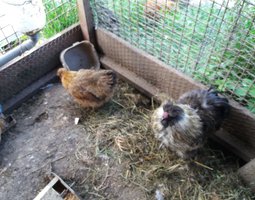poule soie