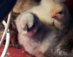 poule soie