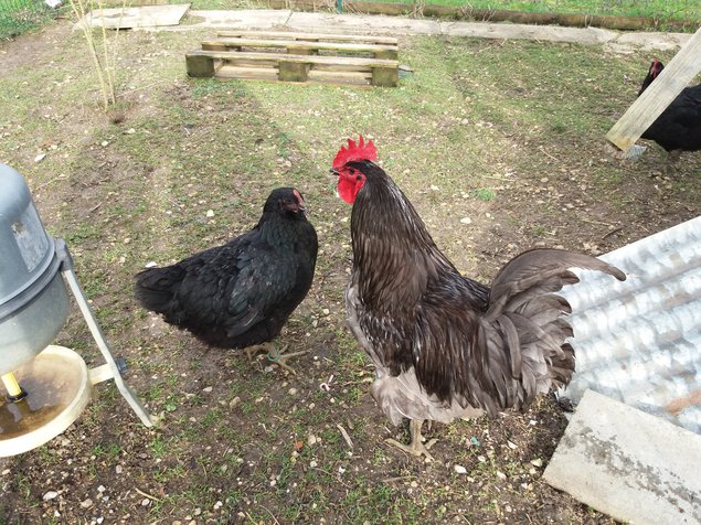 geant de jersey bleu et noire