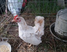 serama us de petite taille