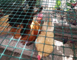 chabo fauve a queue bleu ou noire