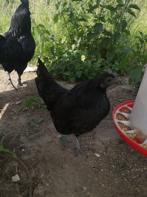 Cemani