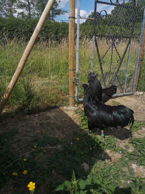 Cemani