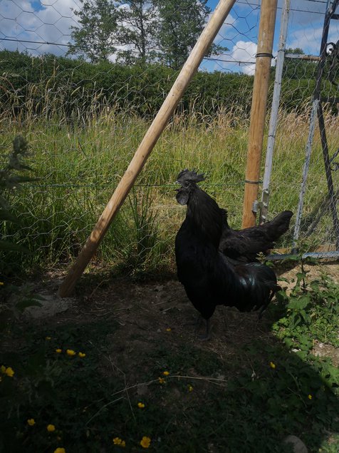 Cemani