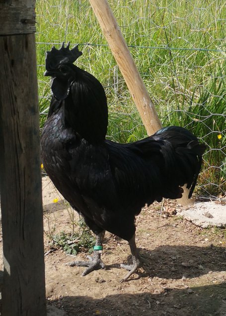 Cemani